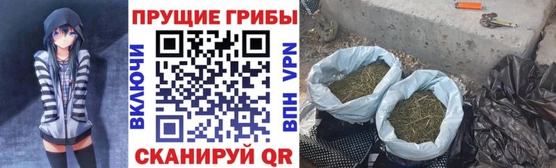 Купить где  Нестеров  Галлюциногенные грибы Psilocybe 